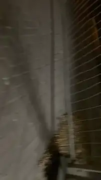 Raegis online show from November 19, 3:06 am