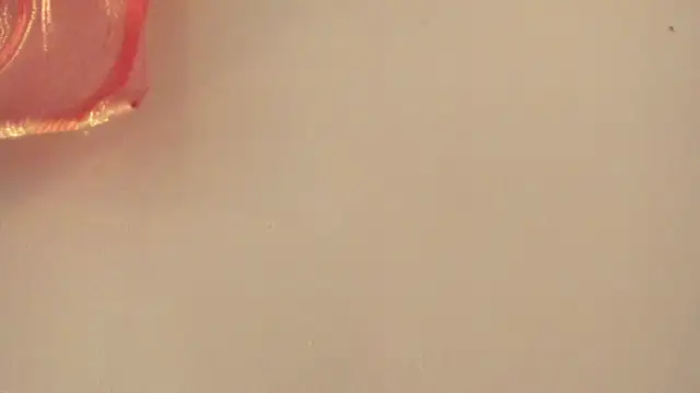 violet taylor  online show from July 2, 2:22 am