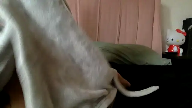 Akanett cxtt online show from October 11, 8:51 pm