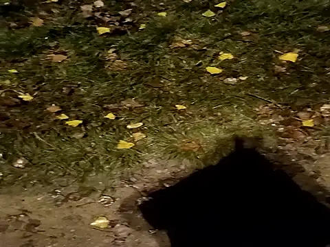 jvdzj-0  online show from October 29, 10:44 pm