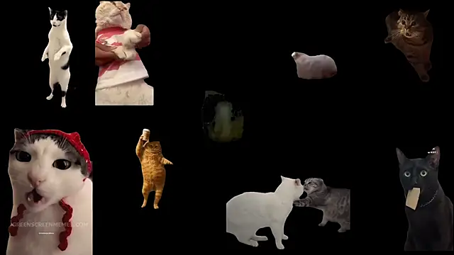 ch0wn m online show from November 19, 12:38 pm