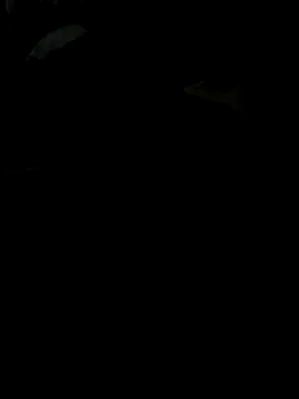 Reeelo online show from November 28, 4:09 pm