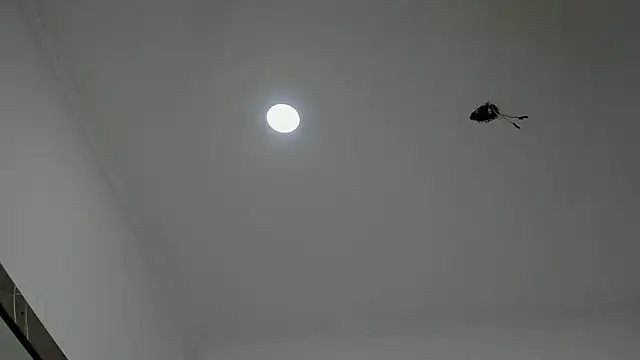 Snapshot of alice__brow chatting on September 27, 3:17 pm alice brow online show from September 27, 3:17 pm