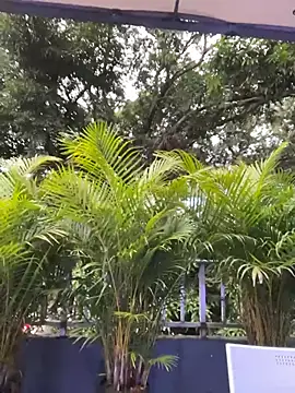 AmberAngelXXX online show from November 24, 10:31 pm