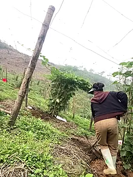 Huong-Ly online show from March 27, 8:20 am