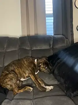 Snapshot of StableQuakers chatting on March 12, 12:22 pm StableQuakers online show from March 12, 12:22 pm