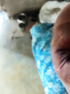 INTERNATIONAL0001 online show from December 3, 3:03 am