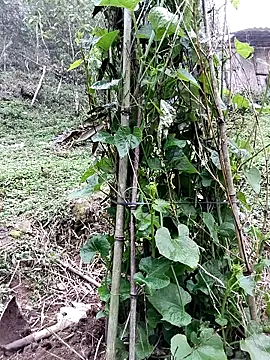 Snapshot of quynhkoolbae chatting on March 21, 9:14 am quynhkoolbae online show from March 21, 9:14 am