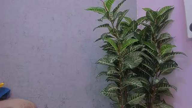 scarlett646 online show from November 29, 3:09 am