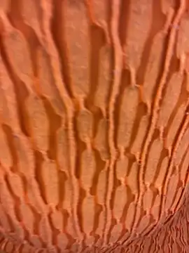 Ebony Warlock  online show from November 15, 10:01 am