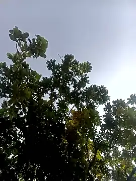 Hot-honi online show from February 17, 1:40 pm