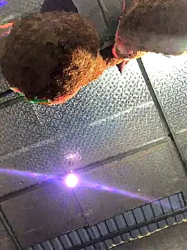 leehank01 online show from November 15, 4:03 pm