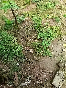 Rahul Razz online show from October 4, 7:06 am