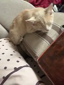 ksenia123 online show from September 24, 6:28 am