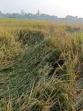 Snapshot of pus_ylover chatting on November 4, 10:14 am pus ylover online show from November 4, 10:14 am