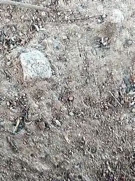 Suman ji1 online show from October 11, 8:24 am