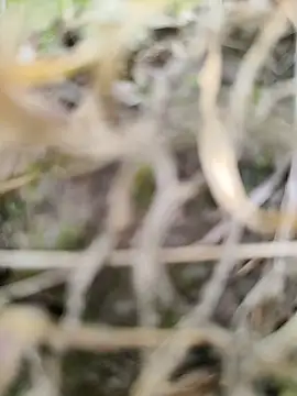 karandeep Bhagat online show from March 26, 10:43 am