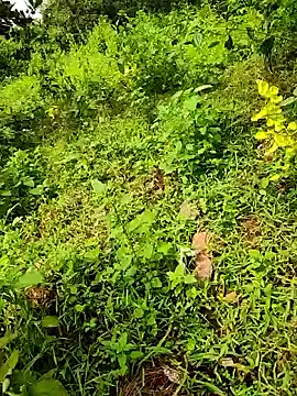 telugumodda4396 online show from September 23, 8:06 am