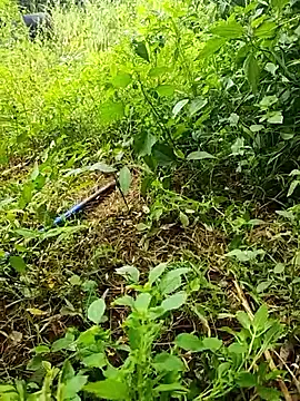 telugumodda4396 online show from October 19, 6:14 am