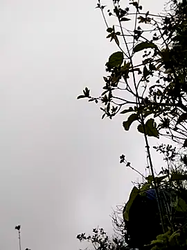 Snapshot of sumaybae chatting on November 5, 3:17 am sumaybae online show from November 5, 3:17 am