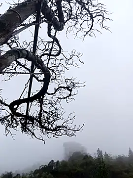 Snapshot of siusiu-00 chatting on November 1, 1:07 am siusiu-00 online show from November 1, 1:07 am