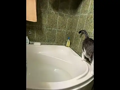 COBRAboySEXxh online show from February 8, 8:51 am