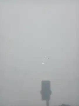 strip queennn online show from November 10, 5:45 pm