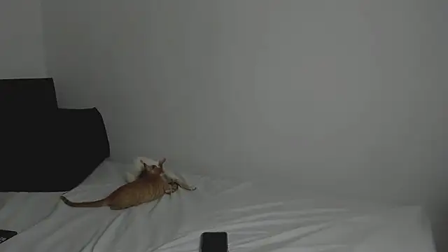 Snapshot of tifanymonroe chatting on October 30, 11:00 am tifanymonroe online show from October 30, 11:00 am