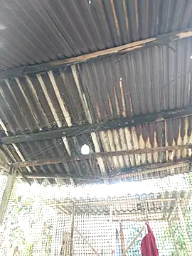 Snapshot of Squirrel-Pear chatting on November 20, 3:50 am Squirrel-Pear online show from November 20, 3:50 am