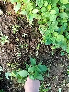 Fish yellow online show from December 14, 9:47 am