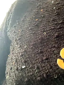 Emily-y online show from December 17, 3:12 am