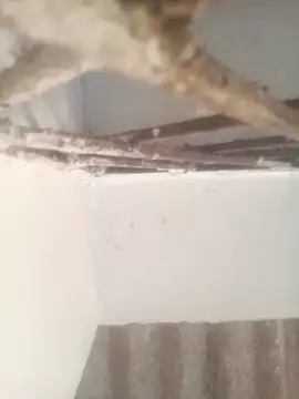 Pallu Asha online show from March 17, 1:32 am