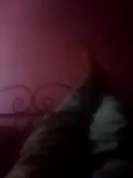 Snapshot of Narwindruners chatting on November 3, 6:53 pm Narwindruners online show from November 3, 6:53 pm