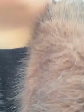 Snapshot of SashaCatt chatting on November 23, 6:57 am SashaCatt online show from November 23, 6:57 am