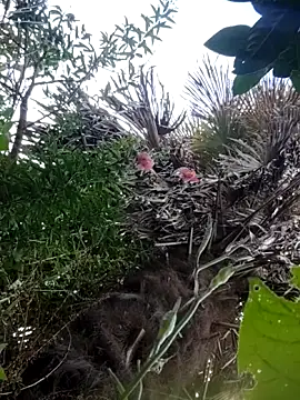 braidqueen00 online show from December 21, 2:35 pm