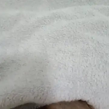 Novinhocomedordeppk online show from January 12, 3:50 pm