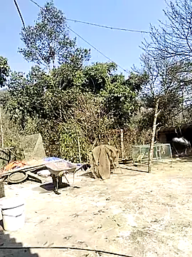 neko-nancy online show from February 16, 7:04 am