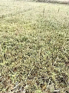 Snapshot of Sheela_Sex90 chatting on April 6, 3:59 am Sheela Sex90 online show from April 6, 3:59 am