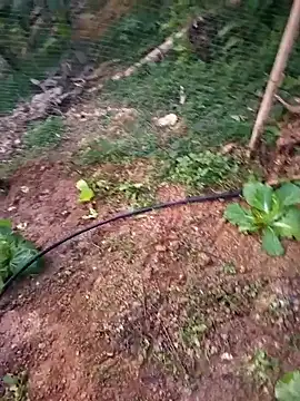 Happy sweet1 online show from January 18, 10:52 am