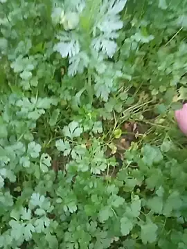 Happy sweet1 online show from February 4, 10:54 am