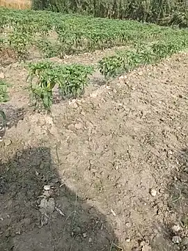 Snapshot of Shivanisingh4 chatting on March 29, 3:17 am Shivanisingh4 online show from March 29, 3:17 am