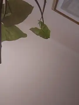 NickoHetero online show from January 13, 2:11 pm