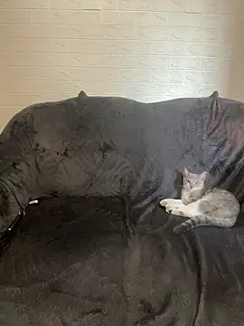 Snapshot of AlisRoxy chatting on February 14, 2:14 pm AlisRoxy online show from February 14, 2:14 pm