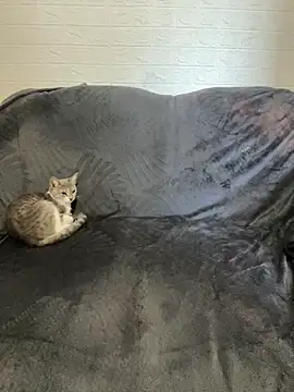 Snapshot of AlisRoxy chatting on February 22, 6:13 am AlisRoxy online show from February 22, 6:13 am