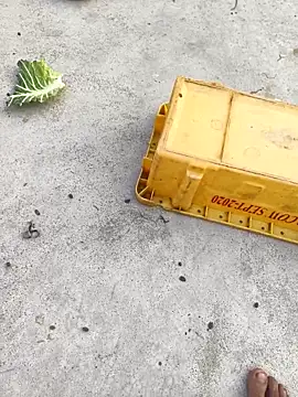 rubitrides11 online show from February 7, 11:25 am