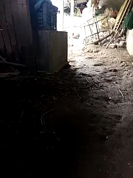 Snapshot of hungdecu chatting on March 5, 2:51 am hungdecu online show from March 5, 2:51 am