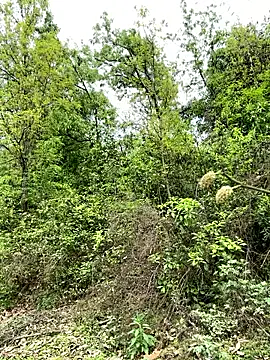 Snapshot of yin202601 chatting on March 26, 6:08 am yin202601 online show from March 26, 6:08 am