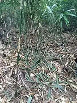 Snapshot of kalara_kail chatting on March 16, 1:55 am kalara kail online show from March 16, 1:55 am