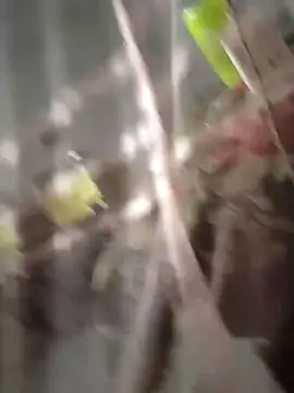 Snapshot of chutki_deewana chatting on March 24, 12:59 am chutki deewana online show from March 24, 12:59 am