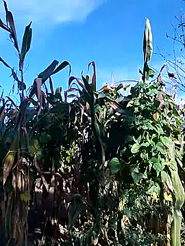 Snapshot of sarpe4 chatting on September 28, 6:19 am sarpe4 online show from September 28, 6:19 am